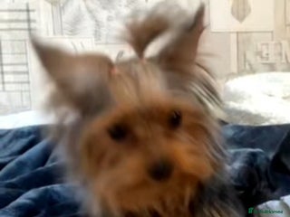 Yorkshire Terrier dogs Girl Yorkshire terrier - Advert 12