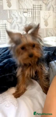 Yorkshire Terrier dogs Girl Yorkshire terrier - Advert 10