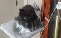 Mixed Breed cats for sale: Stunning long hair kittens for sale - Image 9