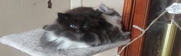 Mixed Breed cats for sale: Stunning long hair kittens for sale - Advert 8
