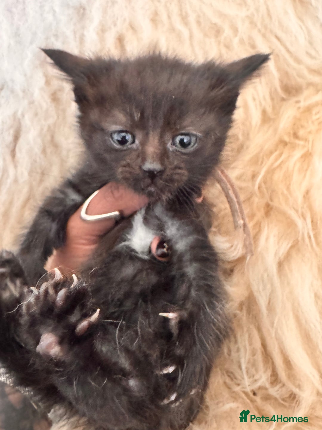 Mixed Breed cats for sale: Only one male left Mainecoon cross kittens  - Advert 13