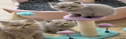 British Shorthair cats for sale: Gorgeous extremely loving longhaired girl - Advert 2