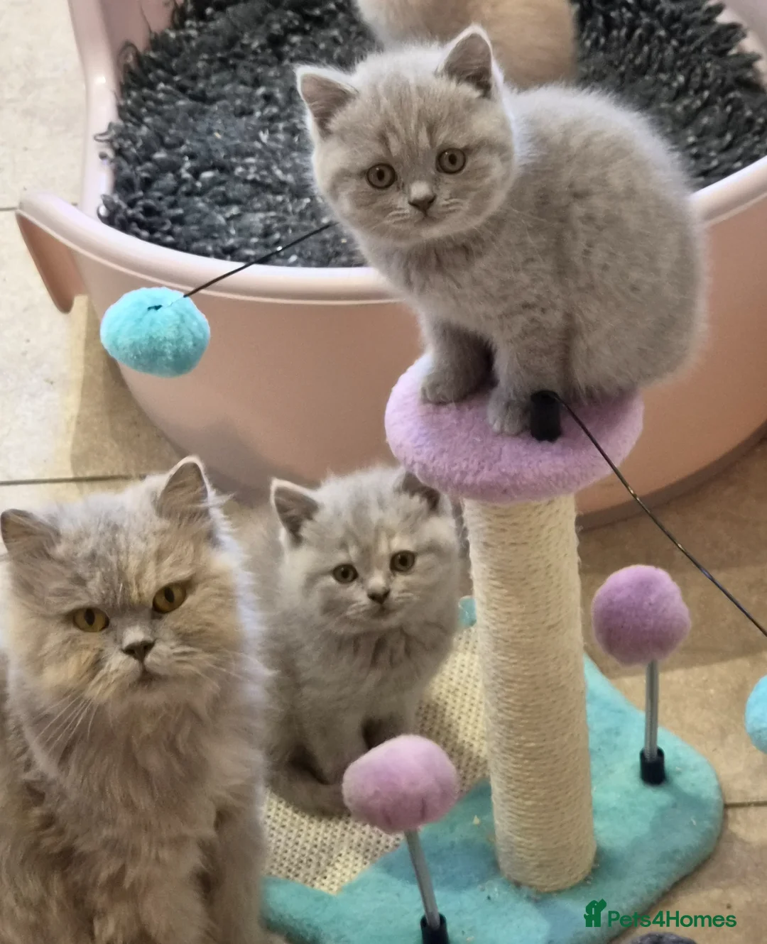 British Shorthair cats for sale: Gorgeous extremely loving longhaired girl - Advert 2