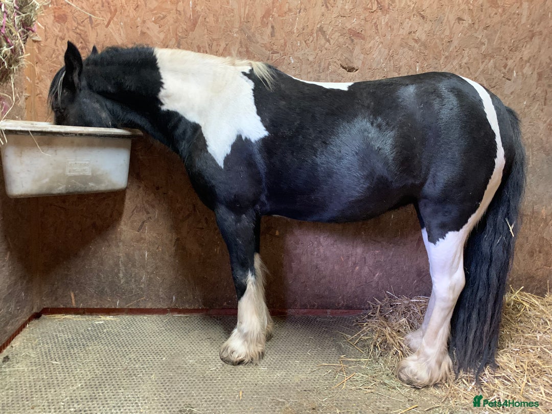 Irish Cob horses for sale: Lilly and mouse - Image 2