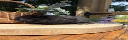 Netherland Dwarf rabbits for sale: Pure bred vaccinated* Netherland Dwarfs  - Advert 20