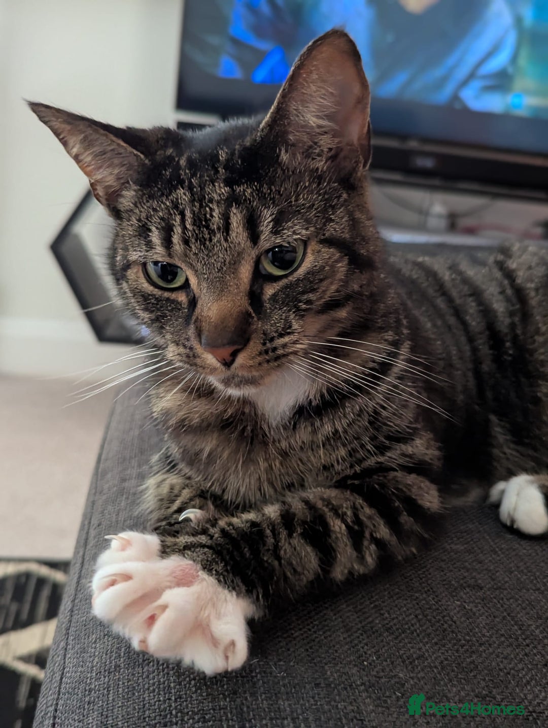 Mixed Breed cats for sale: Lookin - Image 2
