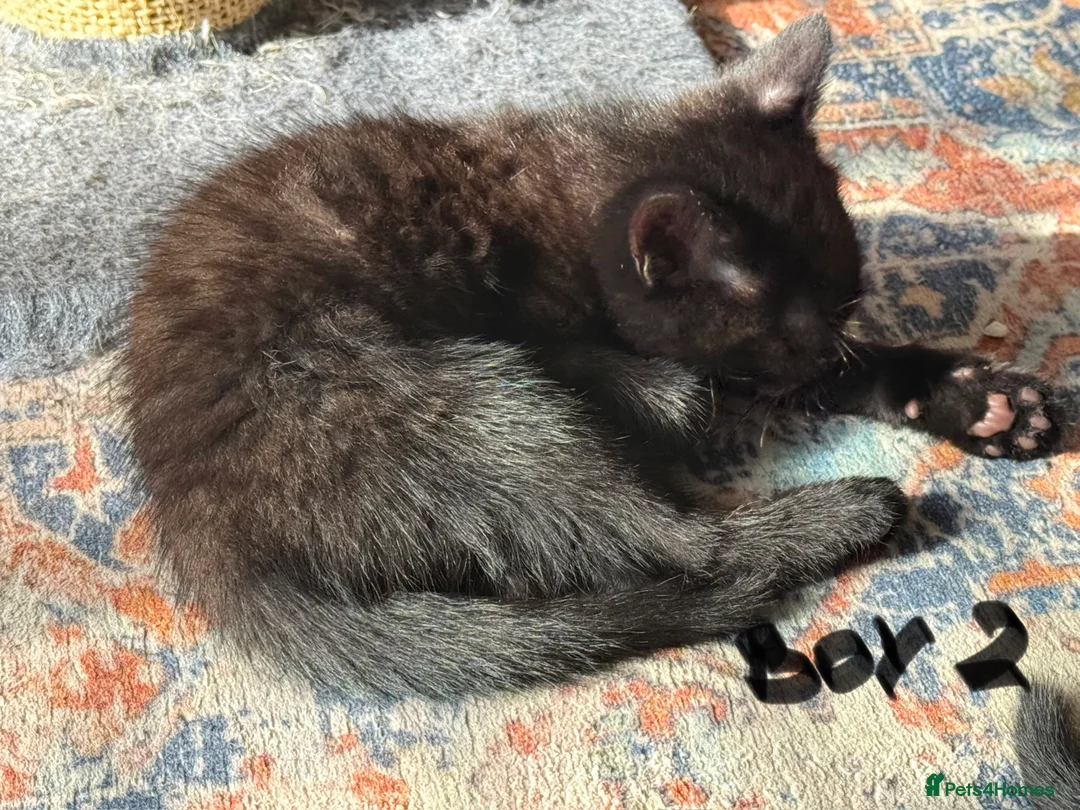 Mixed Breed cats for sale: Chocolate brown tabby kittens 🐱  - Advert 8