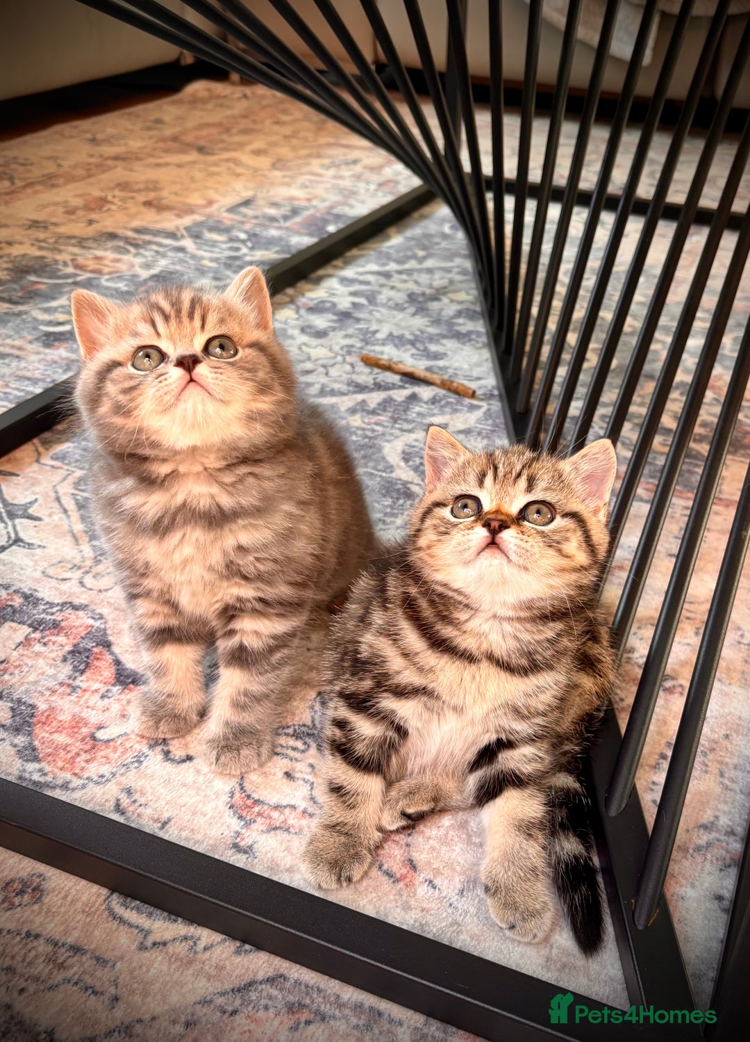 British Shorthair cats for sale: Sunning BSH kittens - ready for  **   - Advert 2