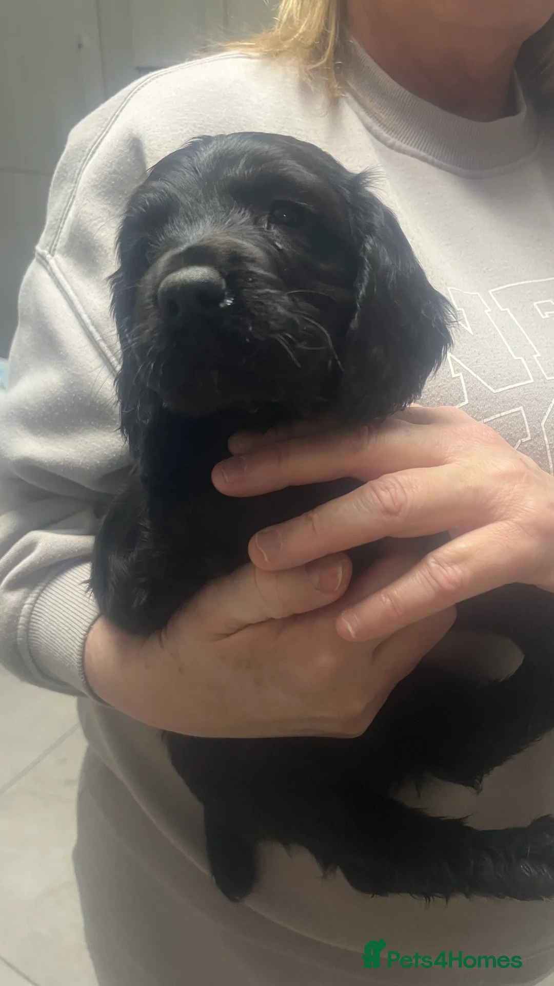 Sprocker dogs for sale: 7 Sprocker spaniels - Advert 24