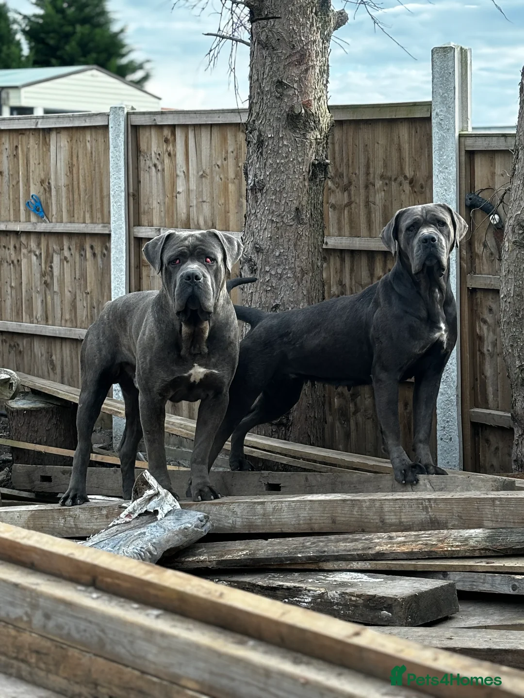 Cane Corso dogs for sale: Cane Corso puppy’s, 1 BOY LEFT AND 2 GIRLS - Advert 9