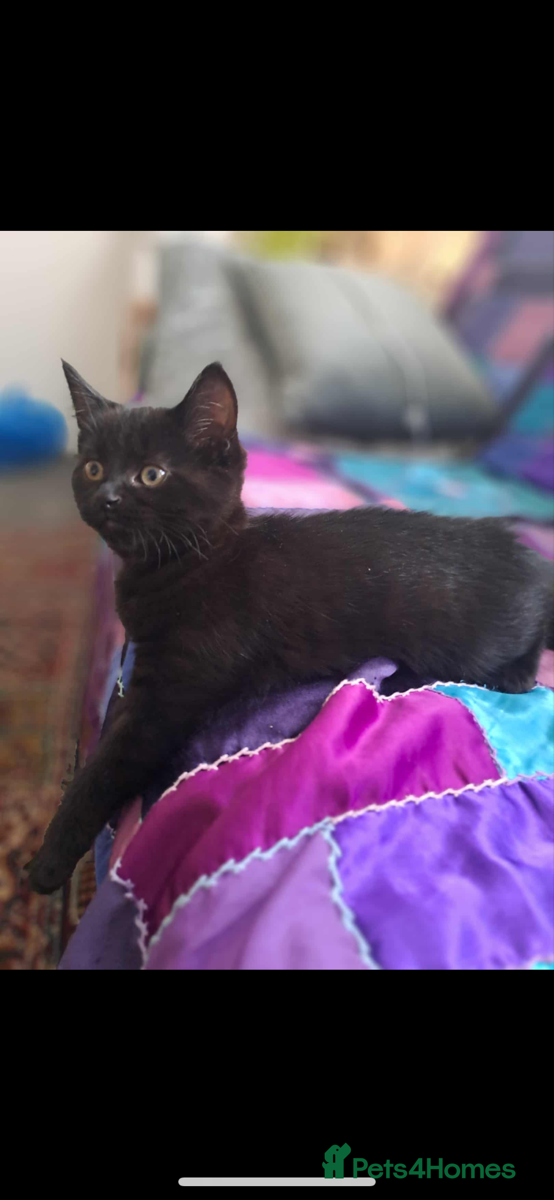 Mixed Breed cats for sale: Kittens 2 girls left - Image 1