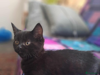 Mixed Breed cats - Advert 24