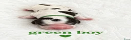 Cocker Spaniel dogs for sale: 🐶🐾KC show-type cocker spaniel puppies 🐶🐾 in Newport - Advert 3