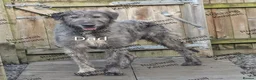 Deerhound dogs for sale: Deerhound/wolfhound pups - Advert 4