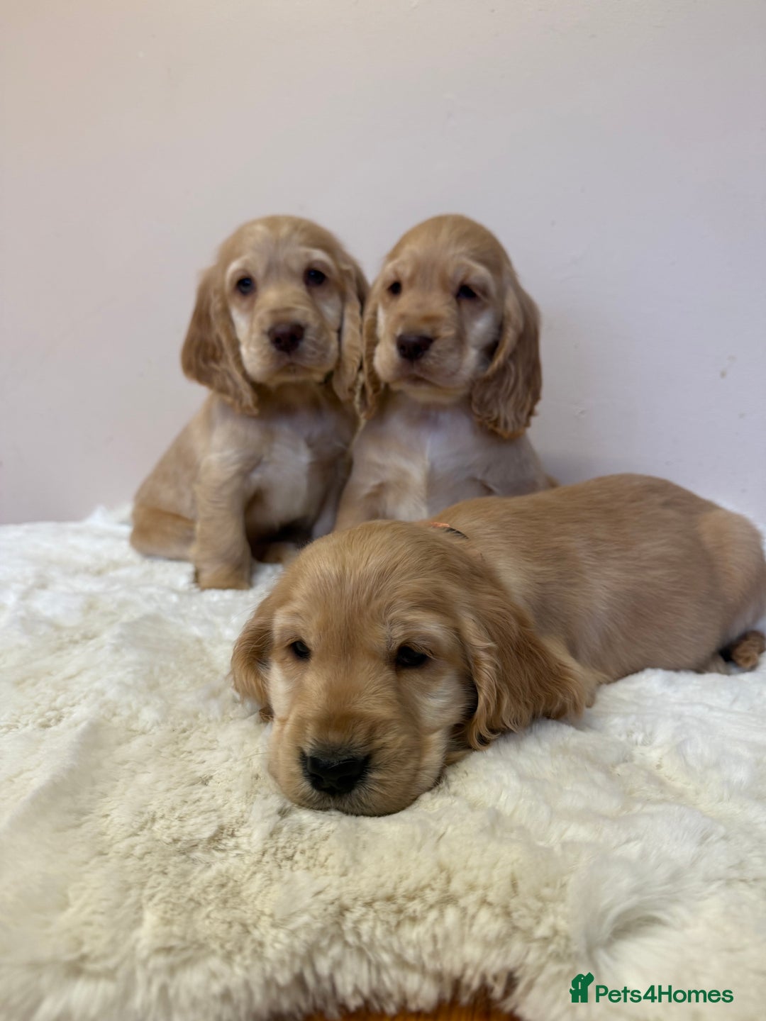 Cocker Spaniel dogs for sale: Golden Cocker Spaniel Puppies - Advert 3