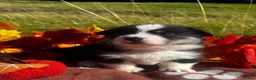 Welsh Corgi Pembroke dogs for sale: Stunning corgi puppies show quality  - Advert 12