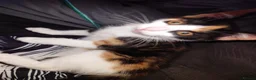 Mixed Breed cats for sale: 8 kittens for sale  - Advert 4
