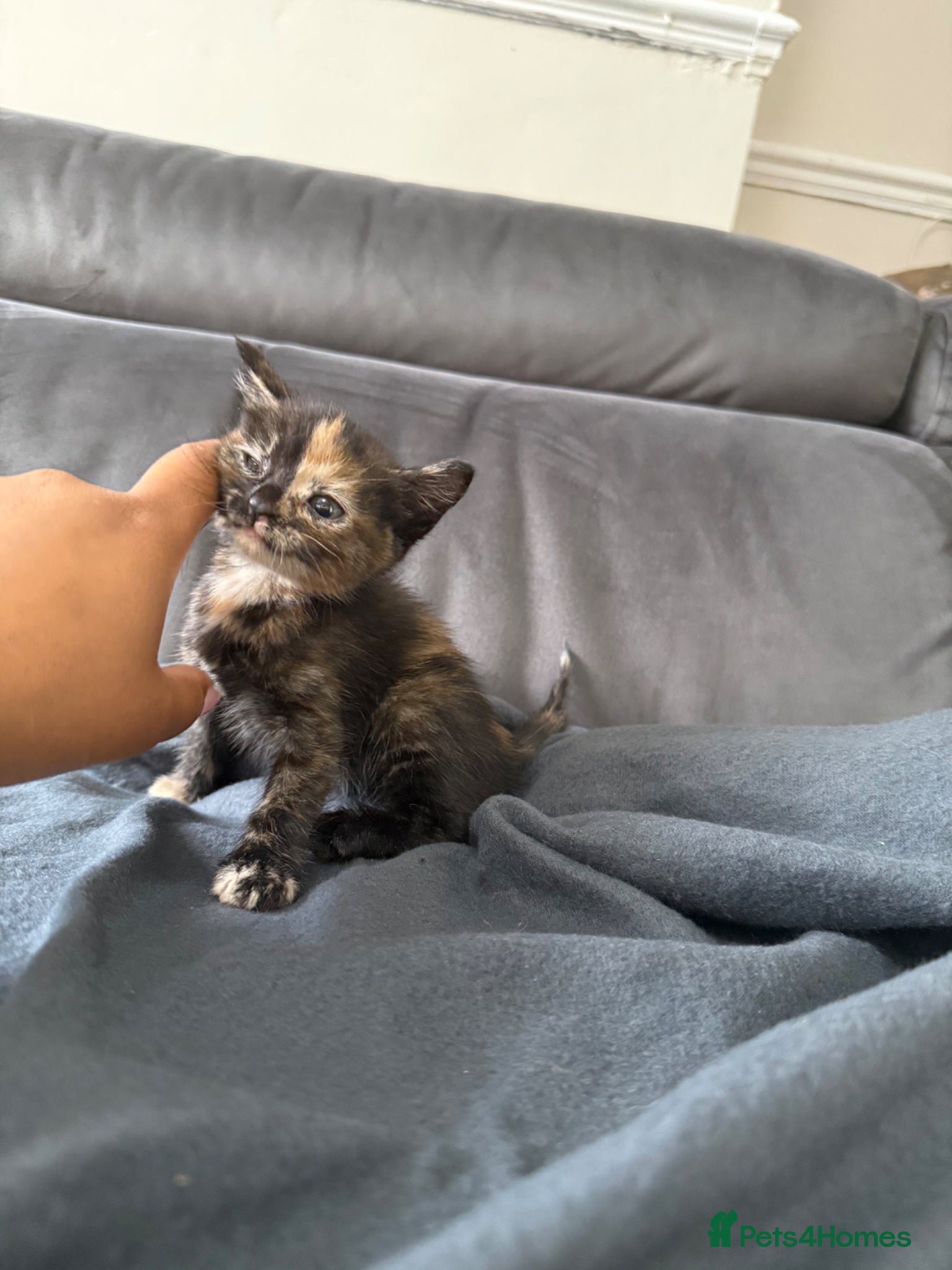 British Shorthair cats Adorable British shorthair kittens  - Advert 18