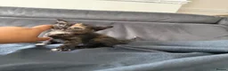 British Shorthair cats for sale: Adorable British shorthair kittens  in Morden - Advert 8