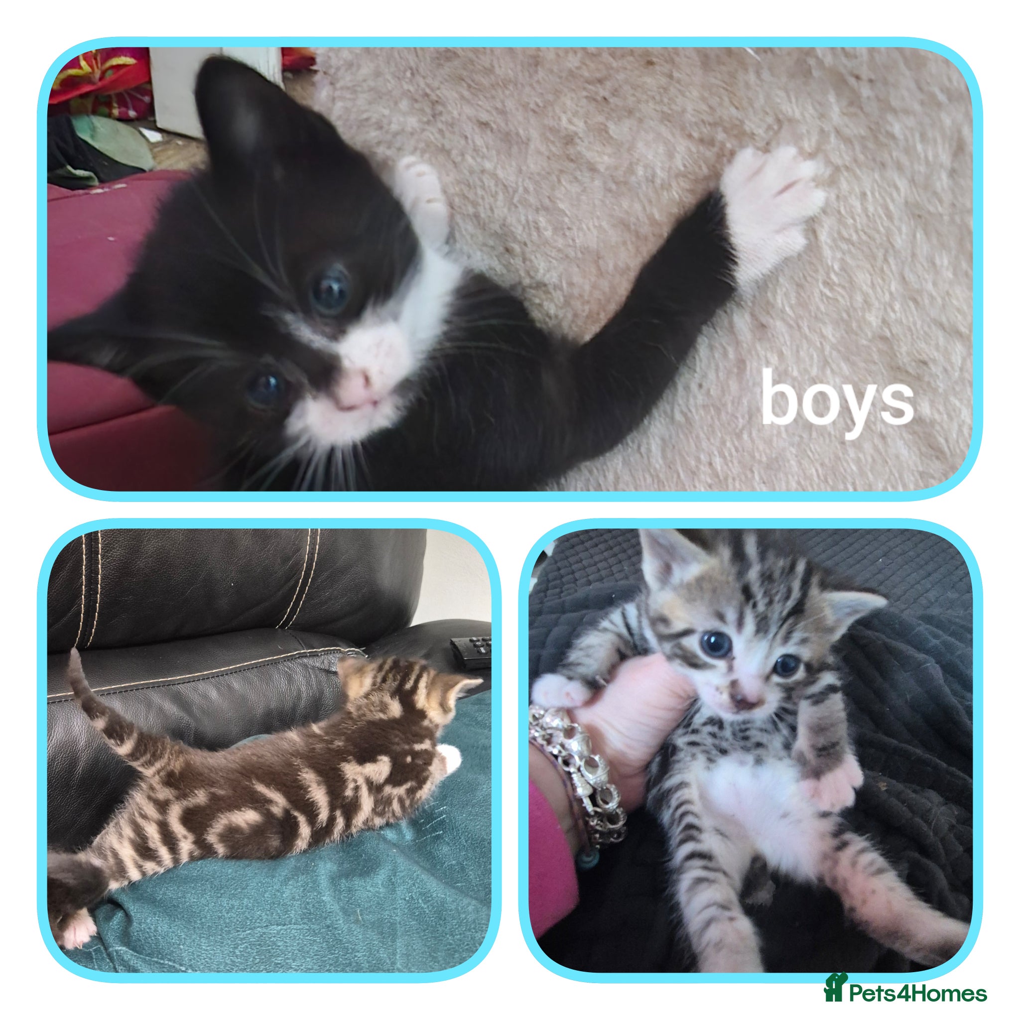 Mixed Breed cats 2 male Bengal cross kittens left  - Advert 9