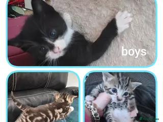 Mixed Breed cats 2 male Bengal cross kittens left - Advert 1