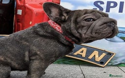 French Bulldog dogs for stud:  Elite Micro  Blue Frenchie Stud - Image 7