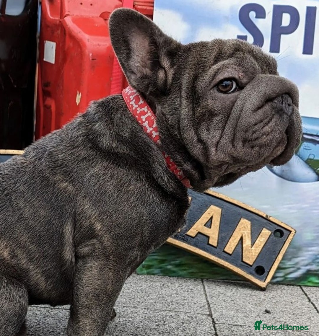 French Bulldog dogs for stud:  Elite Micro  Blue Frenchie Stud - Image 7