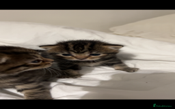 British Shorthair cats for sale: British shorthair, Russian blue and Persian mix   - Image 12