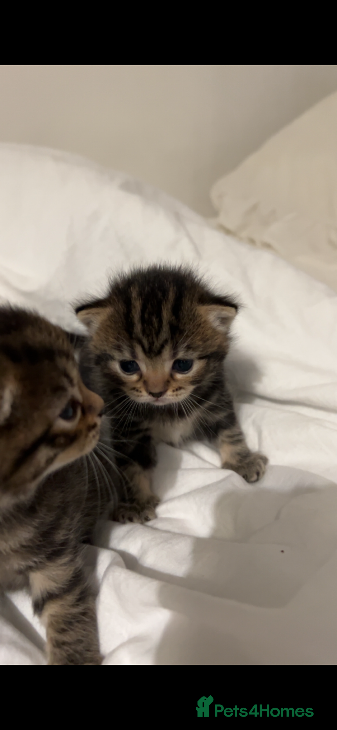 British Shorthair cats for sale: British shorthair, Russian blue and Persian mix   - Image 12