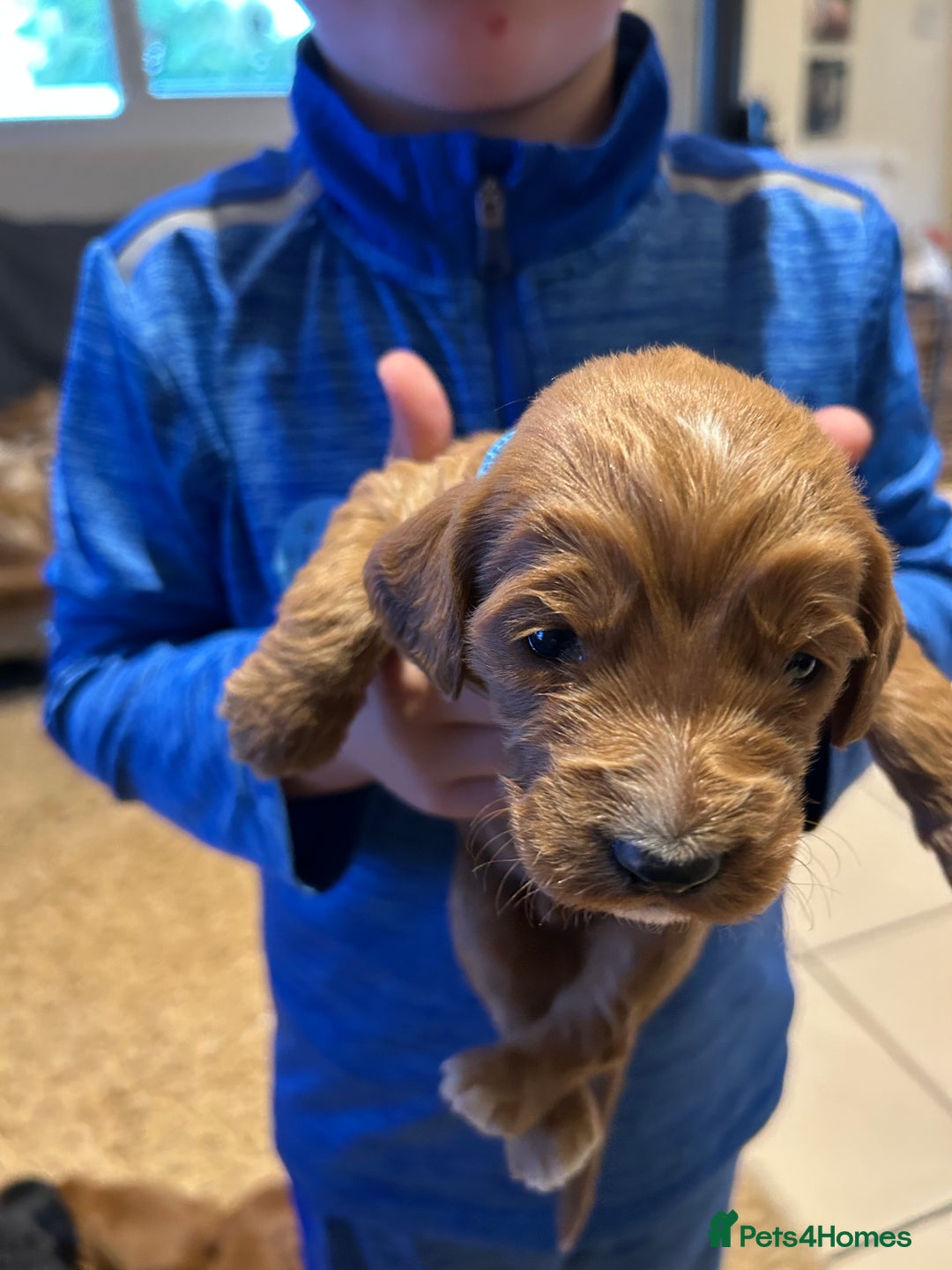 Cockapoo dogs for sale: Cockapoos puppies  - Image 19