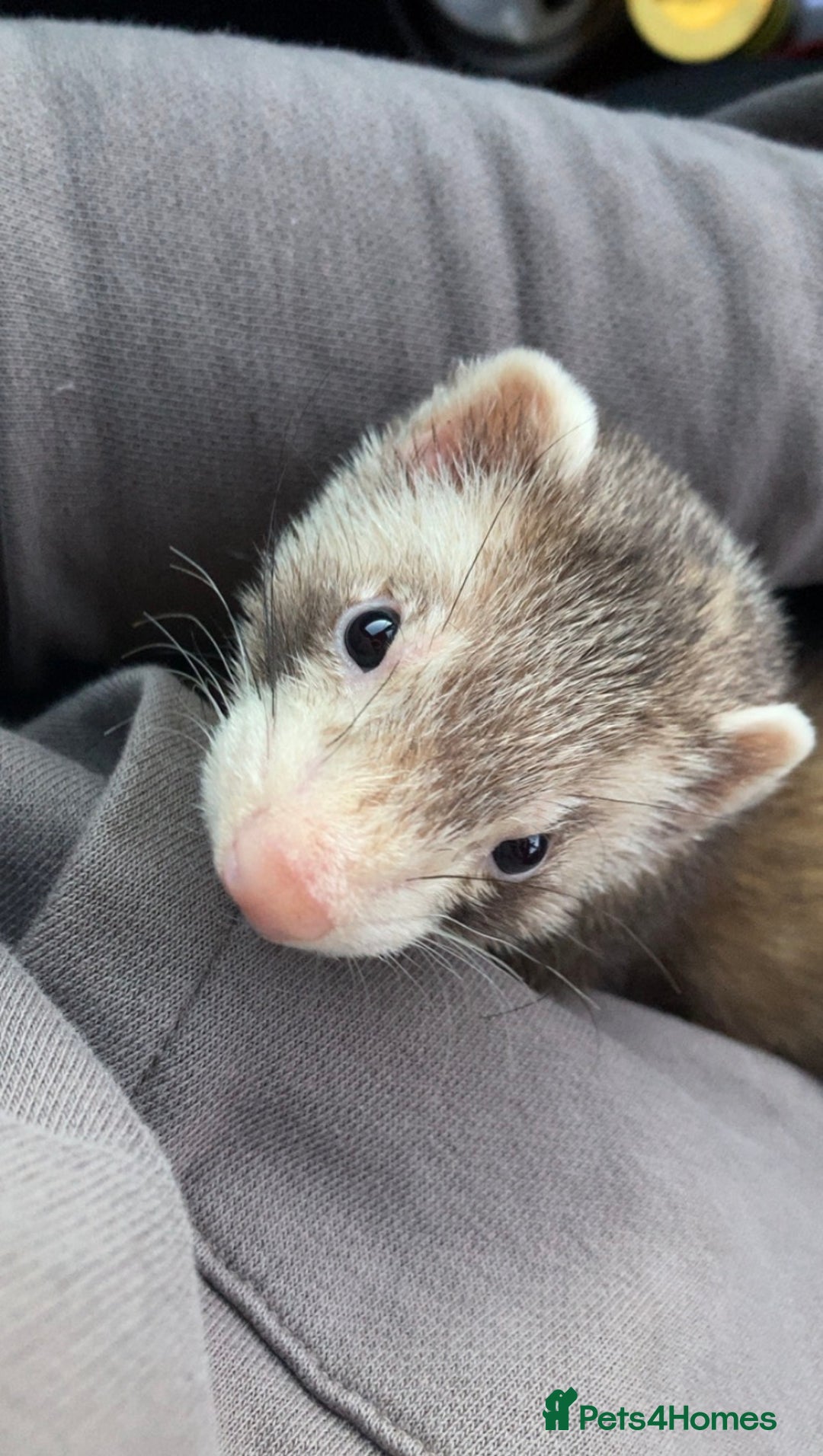 Ferret rodents for sale: bambi and kiko - Advert 5