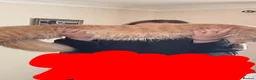Maine Coon cats for sale: READY TO LEAVE PRICE REDUCTION  😻😻 - Advert 13