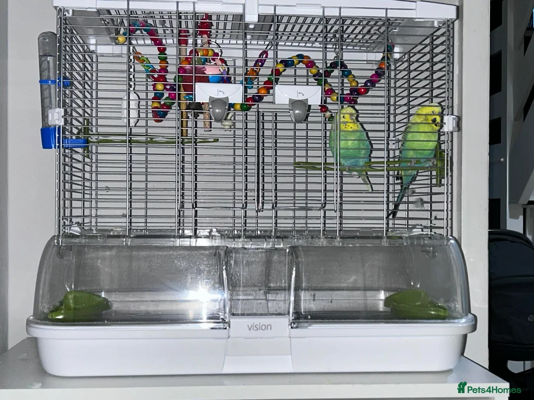 Budgerigars birds for sale: Budgies x 2 with cage - Advert 5