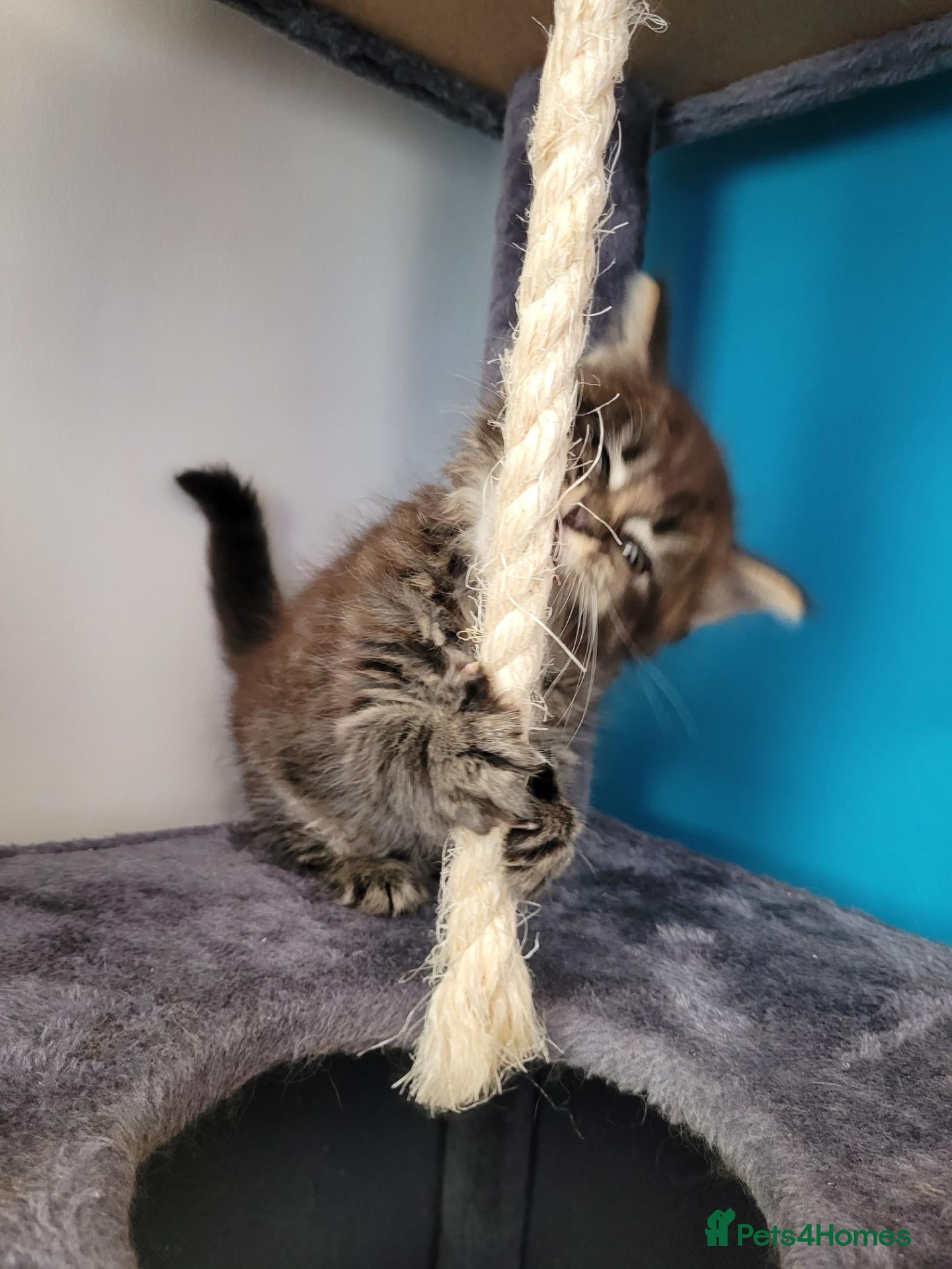 Ragcoon cats Ragcoon litter Ready in 1 week - Advert 13