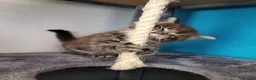 Ragcoon cats for sale: Ragcoon litter Ready in 1 week - Advert 16