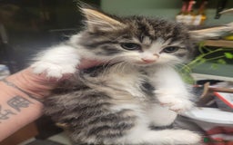 British Longhair cats for sale: Kittens  - Image 16