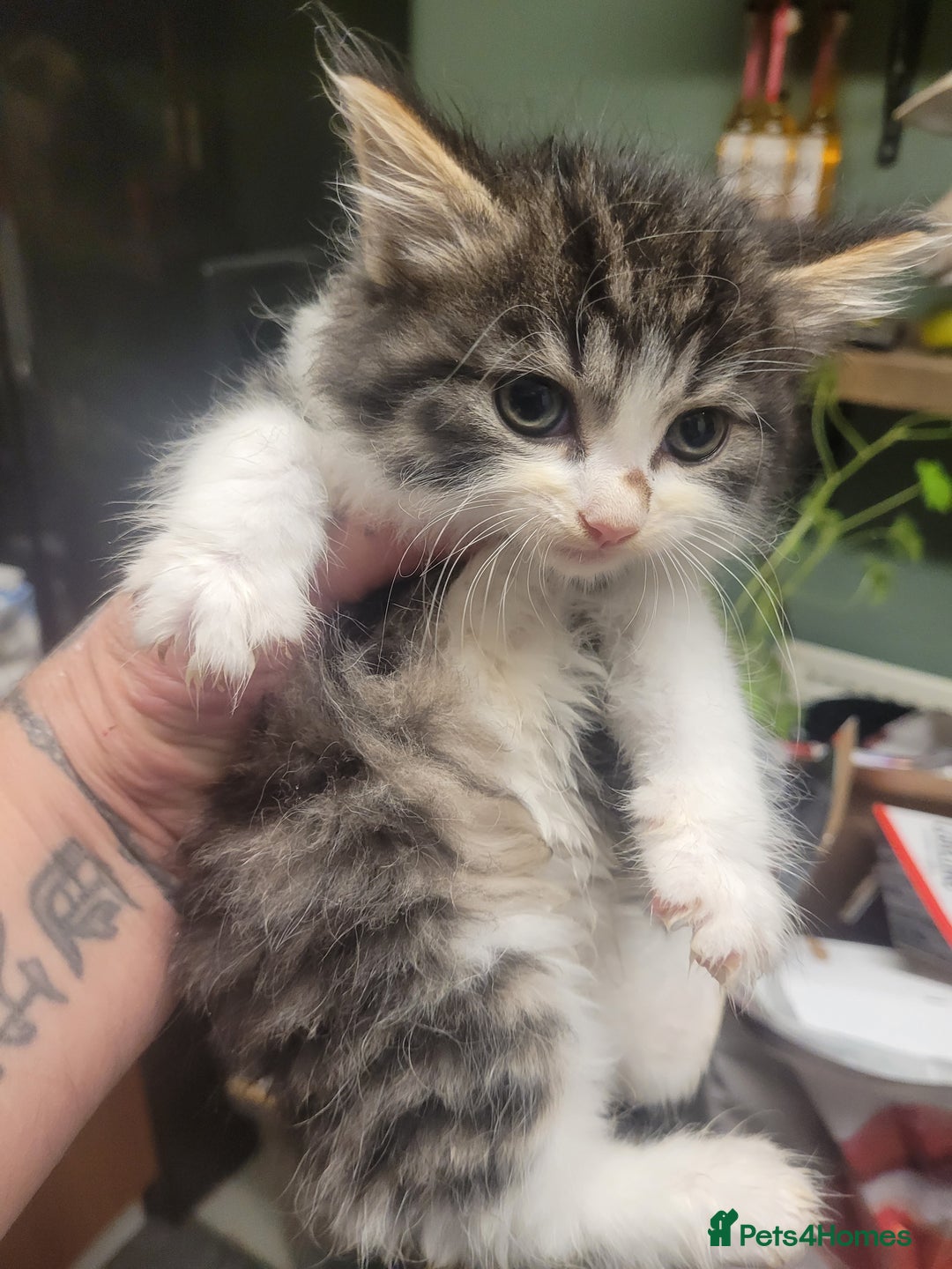 British Longhair cats for sale: Kittens  - Image 16