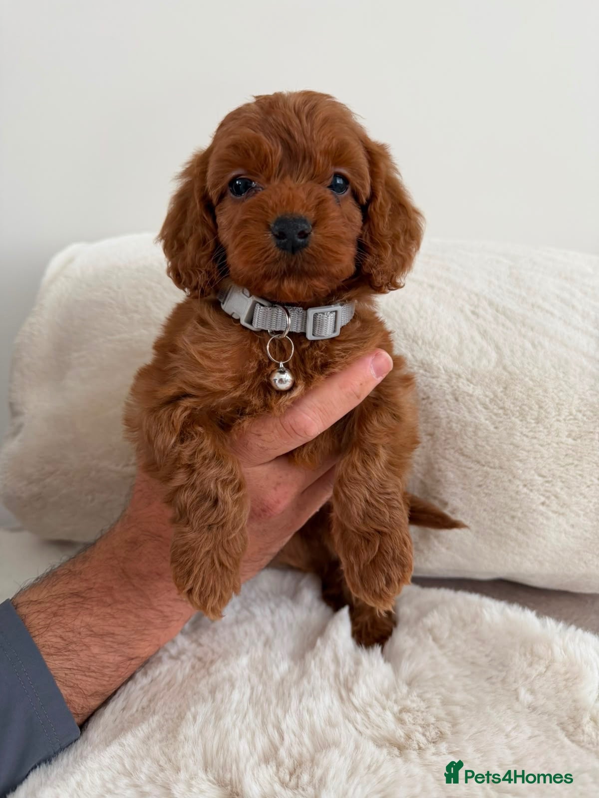 Cockapoo dogs Cockapoo Puppies - Advert 1