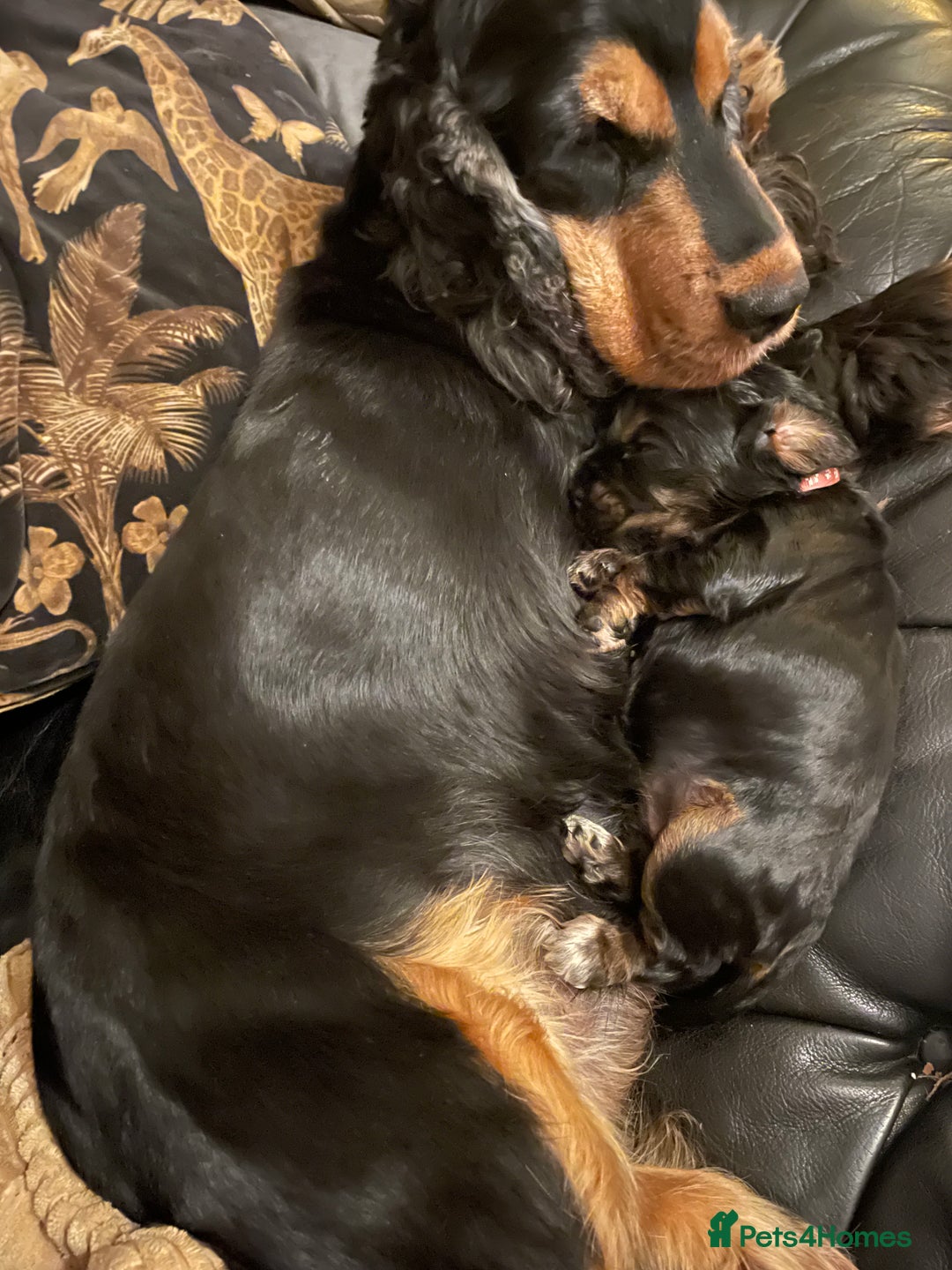 Cocker Spaniel dogs for sale: Cocker Spaniel - Show type - the calm type - Image 18