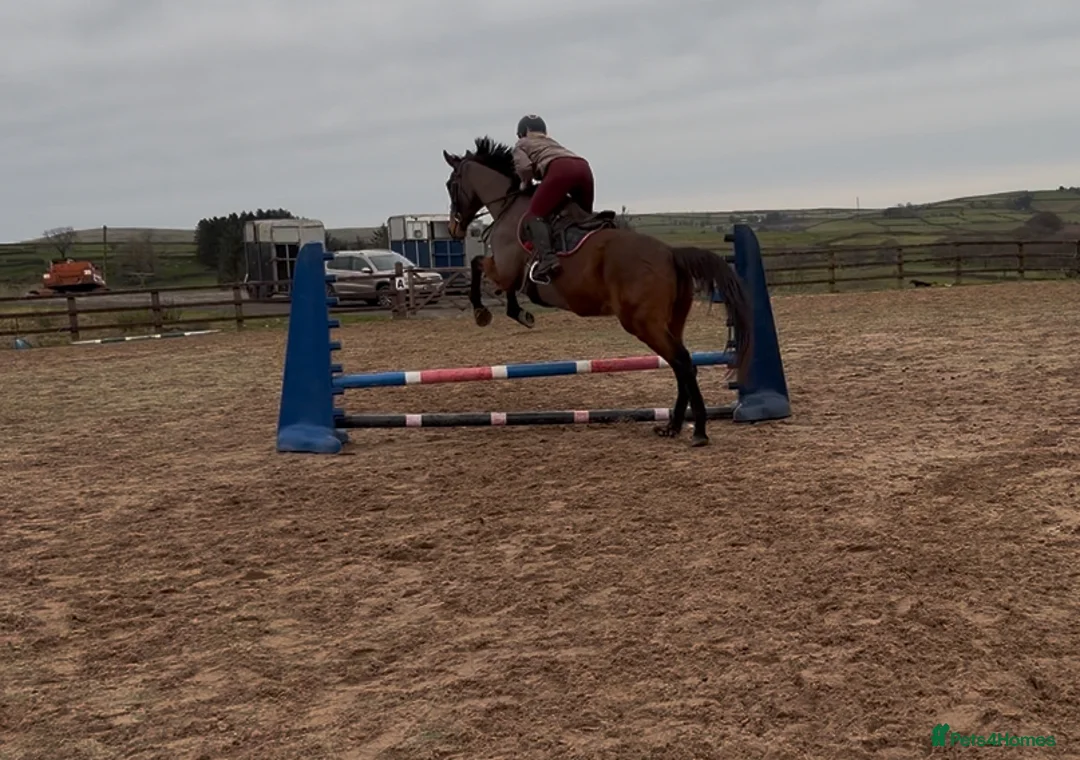 Irish Thoroughbred horses for sale: 10 yr old school mistress  - Advert 15