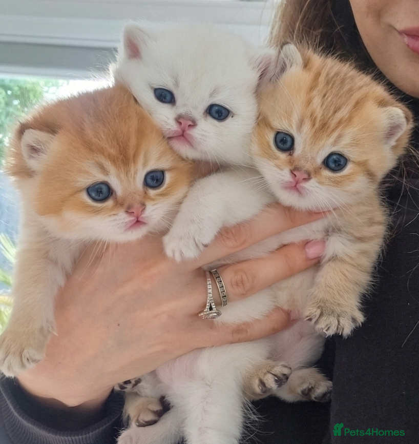 British Shorthair cats Chunky Gold and Silver Pedigree GCCF Russian lines - Advert 6