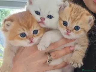 British Shorthair cats Chunky Gold and Silver Pedigree GCCF Russian lines - Advert 2