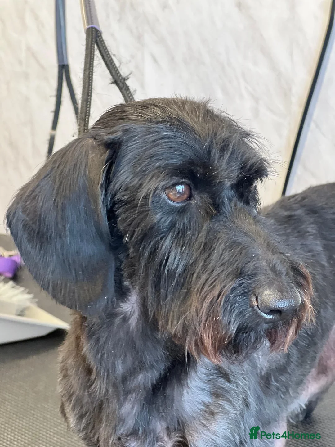 Miniature Dachshund dogs for sale: Home raised miniature wire haired dachshunds in Uttoxeter - Advert 17