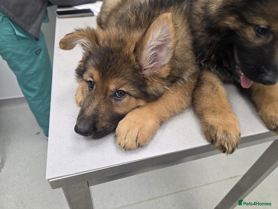 German Shepherd dogs for sale: Ready to leave  german shepherd puppy  - Image 12
