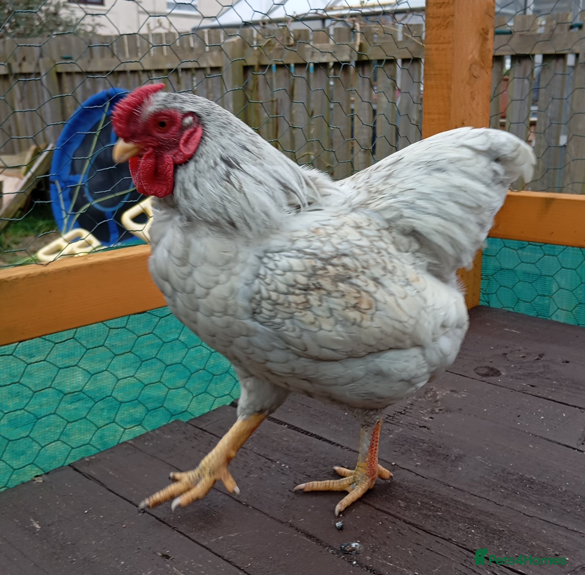 Chickens poultry Wyandotte bantam cockerel - Advert 1