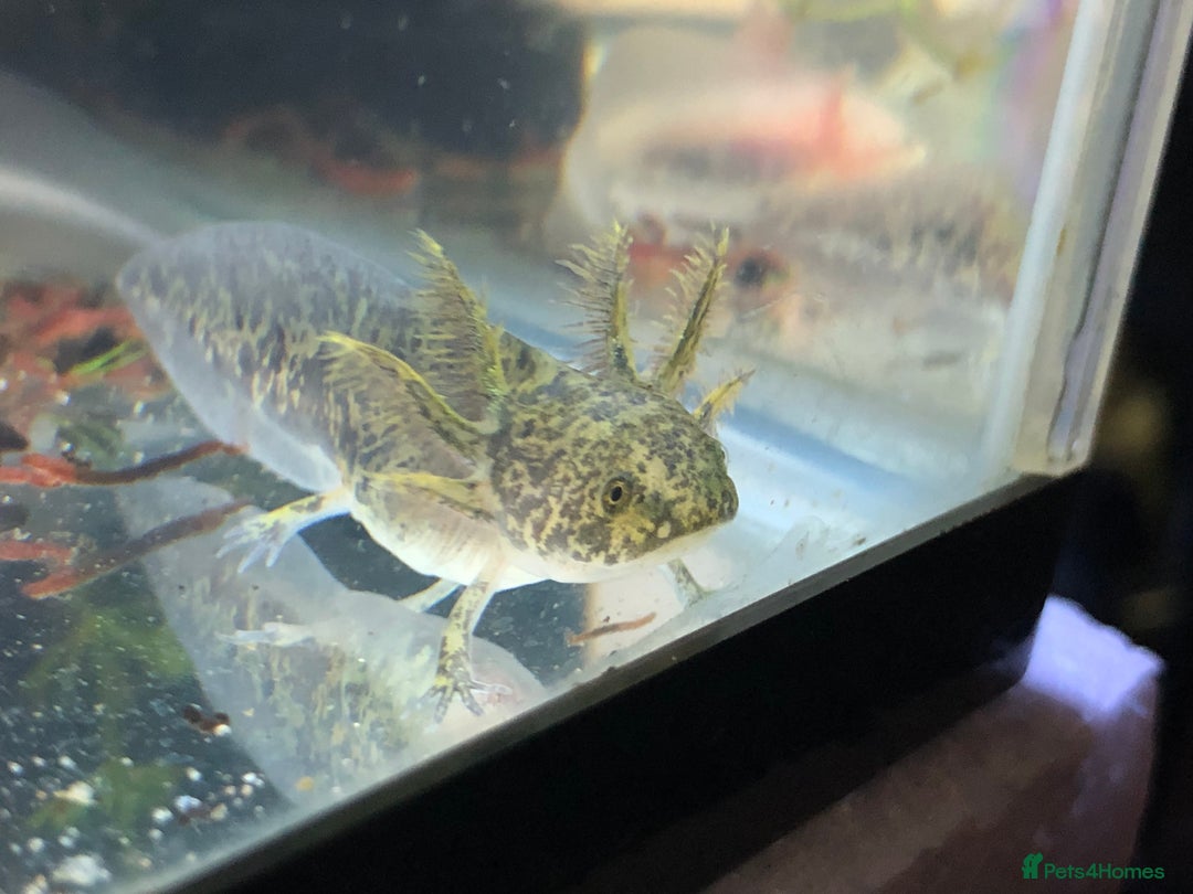 Axolotl reptiles for sale: Nicely grown on baby Axolotls 5 months old - Image 9