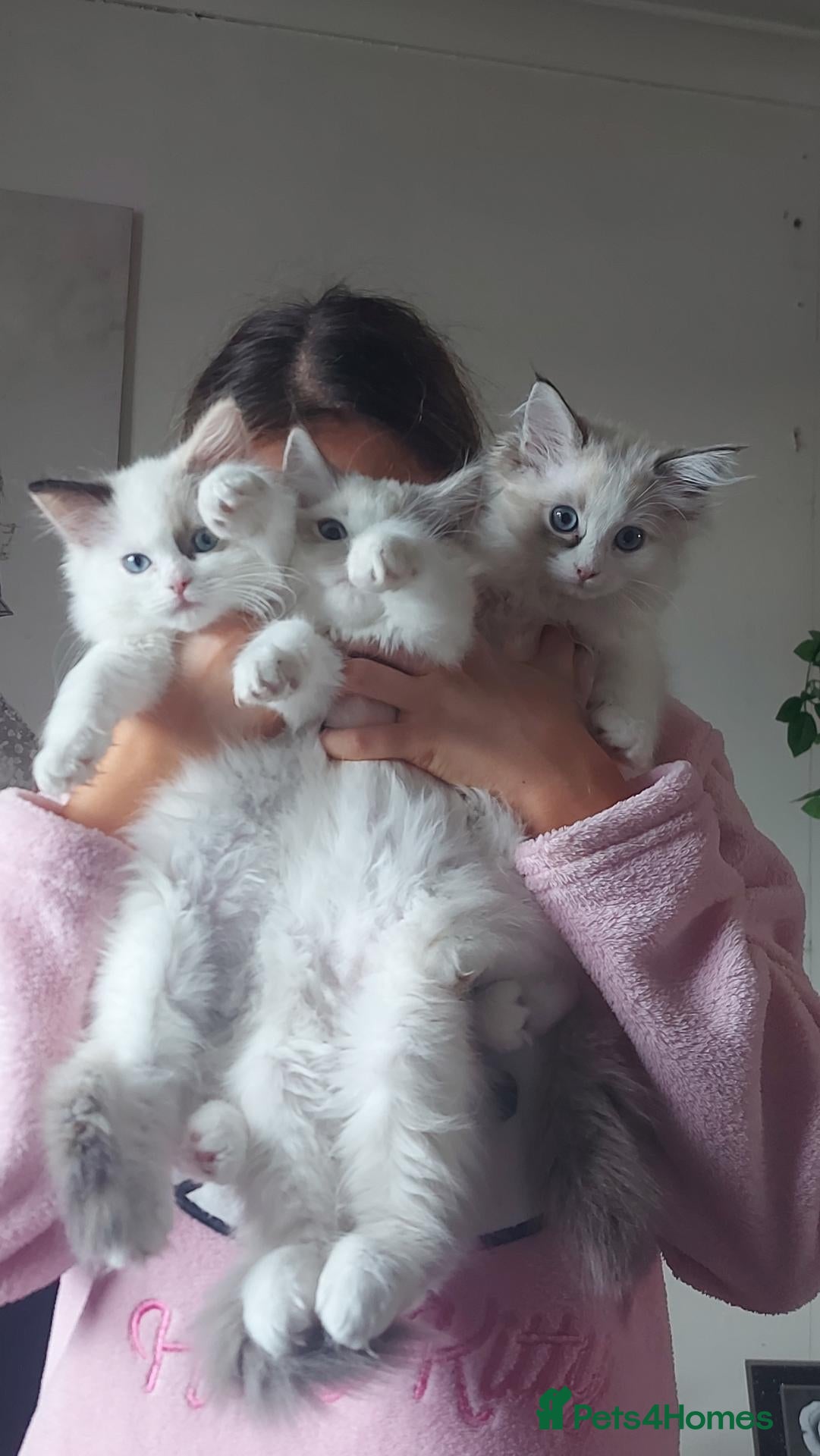 Ragdoll cats Ragdoll girls for sale  - Advert 8