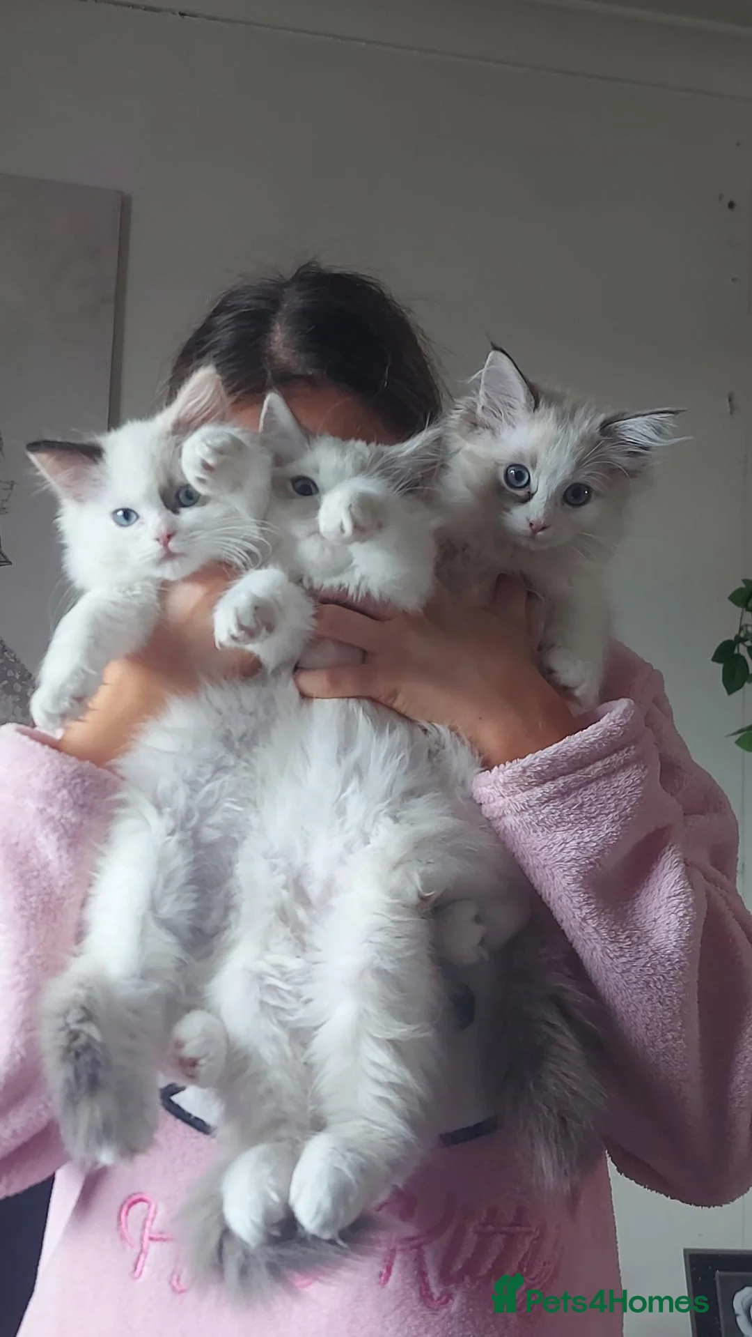 Ragdoll cats for sale: Ragdoll girls for sale  - Advert 1