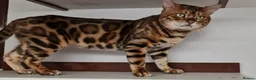 Bengal cats for sale: Pure bengal kittens  - Advert 3