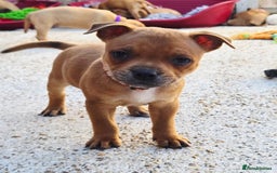 Staffordshire Bull Terrier dogs for sale: !READY NOW! KC Reg Quality Red Staffy Puppies  - Image 11